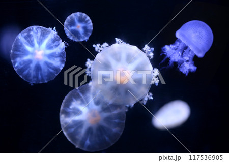 逆さクラゲの写真素材 - PIXTA