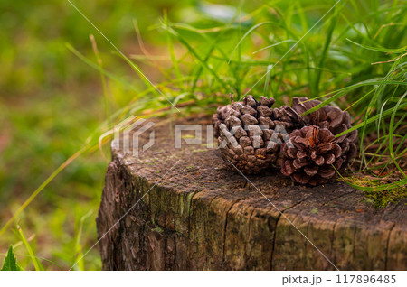 杉ぼっくりの写真素材 - PIXTA