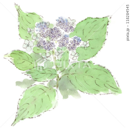 アジサイ イラスト 花 スケッチのイラスト素材 - PIXTA