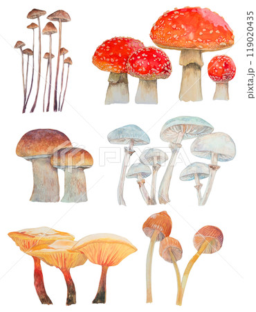 3つ子きのこの水彩画 (原画) mushroom-set-mushroom-
