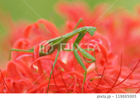 花 昆虫 カマキリ 赤色の写真素材 - PIXTA