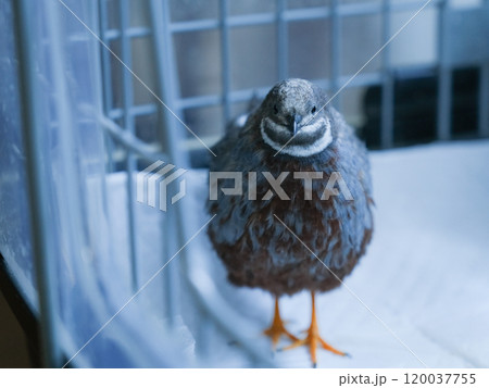 ヒメウズラ ウズラの写真素材 - PIXTA
