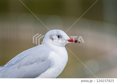 ゆりかもめ 鳥の写真素材 - PIXTA