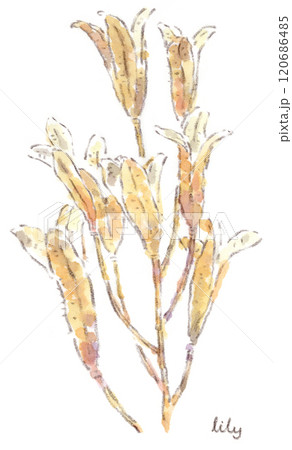 「枯れた花びら」植物イラスト（原画） 枯れた花 花のイラスト素材 - PIXTA
