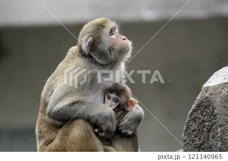 176ページ目 | さる(猿)の画像素材(114,409点以上の高品質な写真