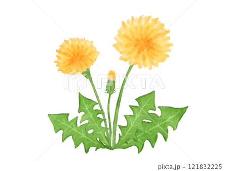 たんぽぽ 水彩 花 植物のイラスト素材 - PIXTA