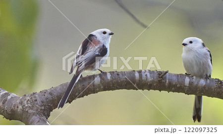 二羽の鳥の写真素材 - PIXTA