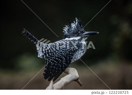 とさかのある かわせみ カワセミ 川蝉の写真素材 - PIXTA