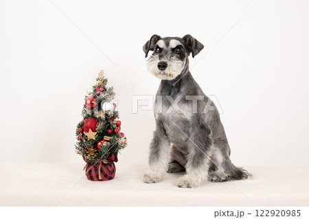 クリスマス⭐ミニオブジェ ミニチュアシュナウザー クリスマス⭐ミニオブジェ ミニチュアシュナウザー