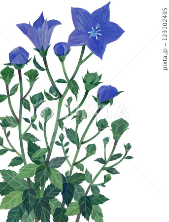 水彩画の花 キキョウ、フレーム付き 水彩画の花 キキョウ、フレーム付き 桔梗（ミニ)(原画、桔梗の花、透明