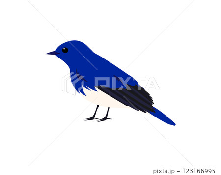 オオルリ 野鳥のイラスト素材 - PIXTA