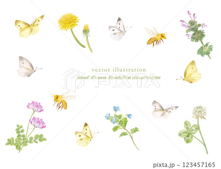 オオイヌノフグリ＊ナズナ＊キュウリグサ＊シジミチョウ♡植物画 オオイヌノフグリの花のイラスト素材 - PIXTA