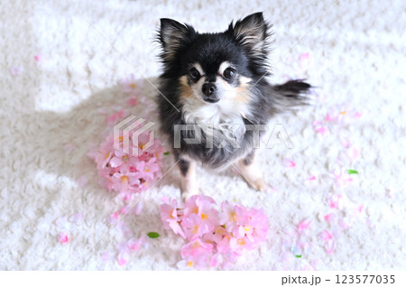 桜の中の犬 - ほんわか写真帳