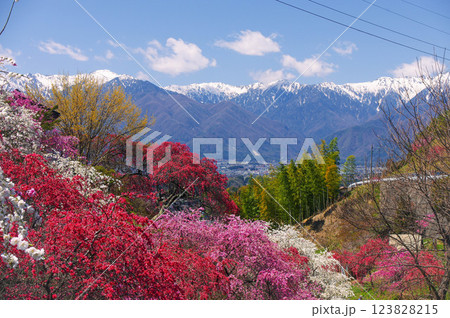 里山と桜の写真素材 - PIXTA