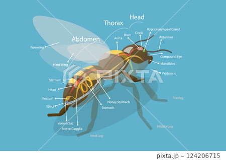 スズメバチ アイコン マーク 蜂のイラスト素材 - PIXTA