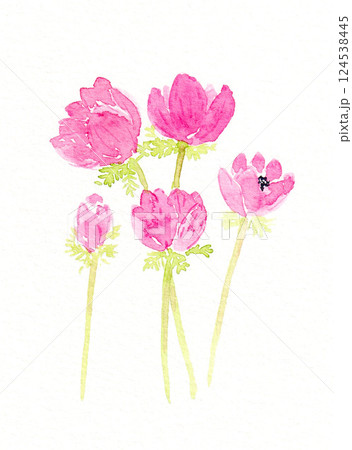 アネモネ 花 水彩画 水彩のイラスト素材 - PIXTA