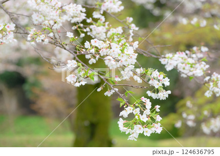 小雨の中、咲き誇る可憐な桜の花