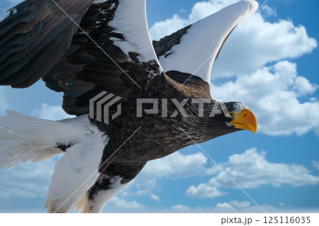 タカ ワシ トビの写真素材 - PIXTA タカ ワシ トビの写真素材 - PIXTA