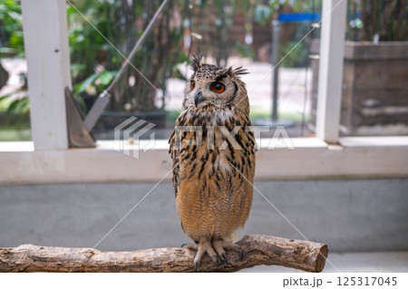 イケメン フクロウ 梟 ミミズクの写真素材 - PIXTA