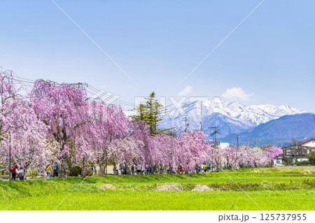 飯豊山 桜 花 満開の写真素材 - PIXTA