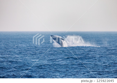 飛ぶ鯨 鯨 空飛ぶ クジラ くじらの写真素材 - PIXTA