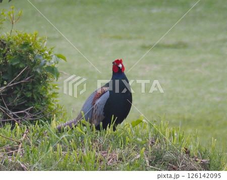 キジ 飛翔 オスキジ 雄雉の写真素材 - PIXTA
