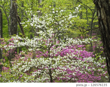 花 ツツジ ミツバツツジ 新緑の写真素材 - PIXTA