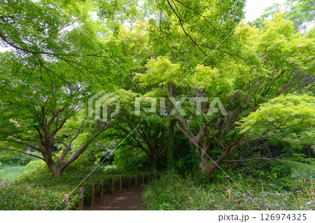 爽やかな新緑のイメージ