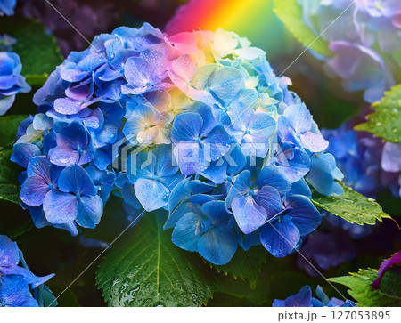 虹～紫陽花⭐ ムーンボウ月虹gekko【幸せを運ぶ紫陽花！】5号 - 市原英次の花ばんざい店