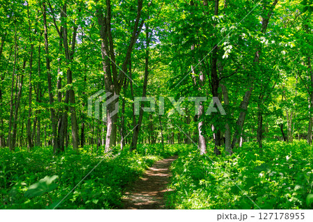 森の小道の写真素材 - PIXTA