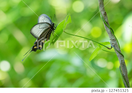 毒蝶の写真素材 - PIXTA