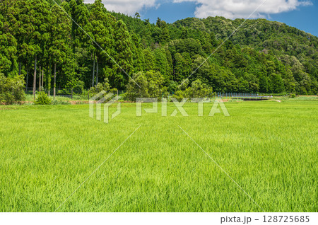 田んぼページ 稲 田んぼ 水田 7月の写真素材 - PIXTA