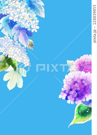 柏葉紫陽花　水彩画 2023.6.24-「 スノーフレーク ( 柏葉アジサイ ) 」 F6 ( 透明