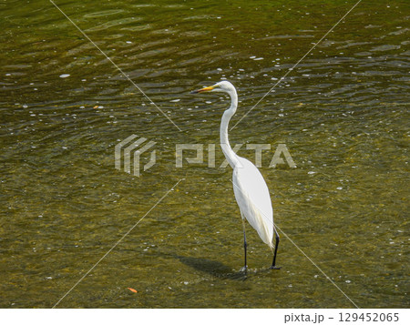 野鳥 白鷺 しらさぎ 水面の波の写真素材 - PIXTA