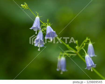 ツリガネソウ 紫色の写真素材 - PIXTA