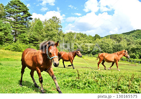 馬のいる風景の写真素材 - PIXTA