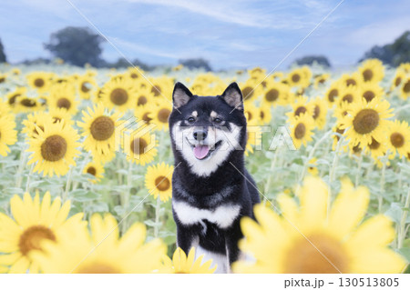 柴犬ひまわりの写真素材 - PIXTA