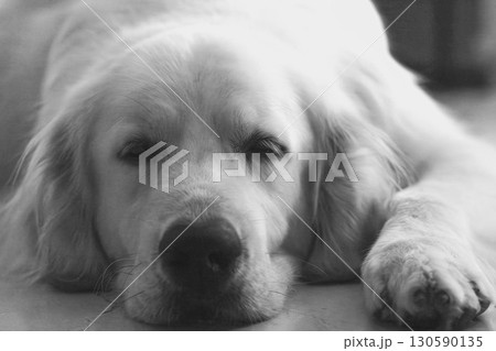 白黒犬ページ ペキニーズ（白黒） ステッカー ABCDOGS - ABCDOGS - BOOTH