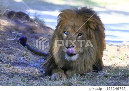 アフリカのライオン アフリカの原野でライオンに出くわしたら 対応策を専門家に聞く - CNN