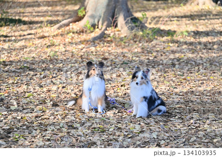 動物 犬 シェットランドシープドッグ お座りの写真素材 - PIXTA