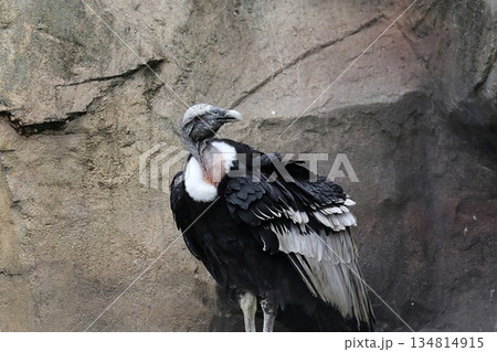 コンドル 鳥 横顔 アンデスコンドルの写真素材 - PIXTA