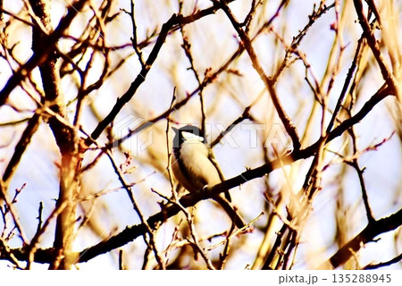 小枝鳥 鳥 小枝 枝 冠の写真素材 - PIXTA
