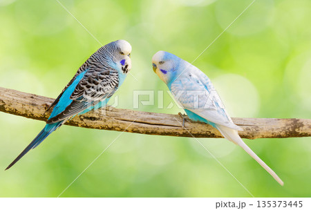 セキセイインコ 鳥 グリーン 緑色の写真素材 - PIXTA