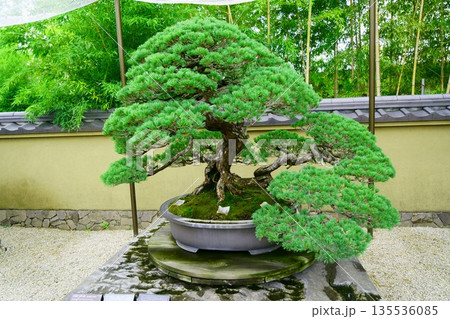 五葉松 盆栽の写真素材 - PIXTA