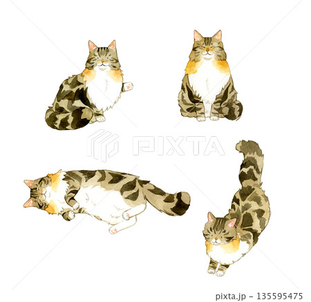 ノルウェージャンフォレストキャットの写真素材 - PIXTA