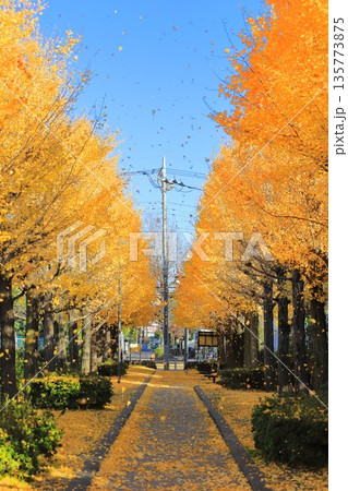 銀杏並木 イチョウ並木 銀杏の木 11月の写真素材 - PIXTA