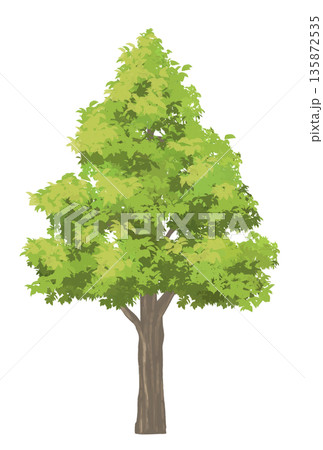 広葉樹林のイラスト素材 - PIXTA