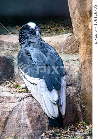 コンドル 鳥類 鳥 大型の写真素材 - PIXTA