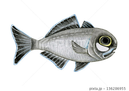 金目鯛 水彩画のイラスト素材 - PIXTA