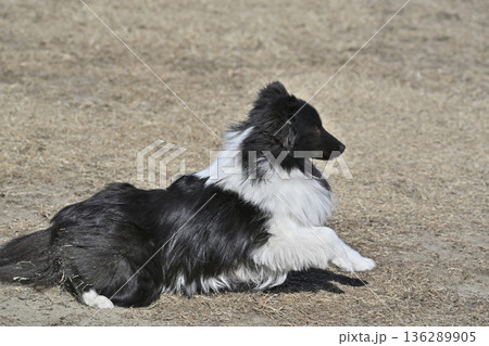 シェットランドシープドッグ 犬 シェルティ 横顔の写真素材 - PIXTA